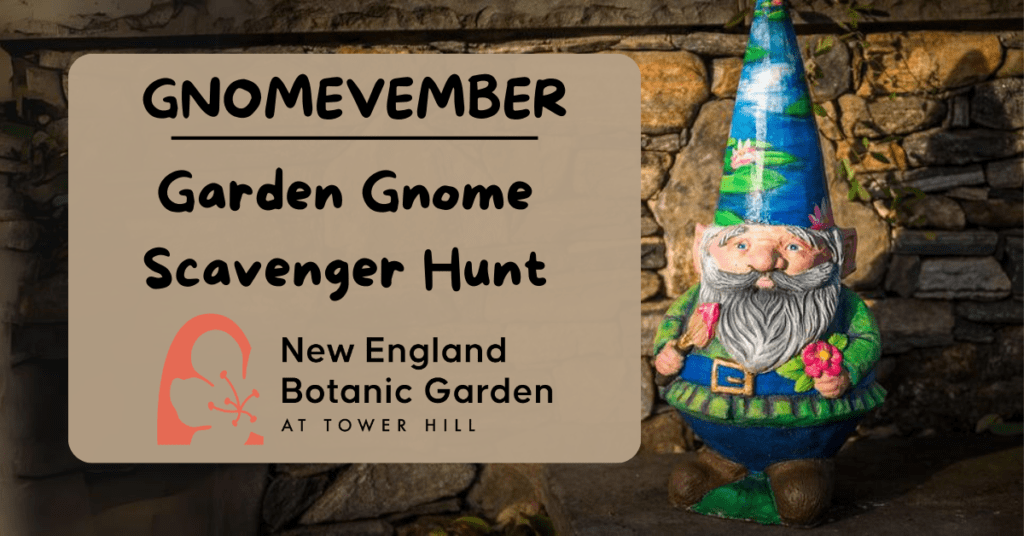 Gnome vember: Garden Gnome Scavenger Hunt at New England Botanic Garden
